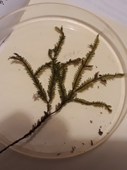 Plagiochila trispicata