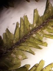 Plagiochila trispicata