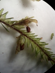 Plagiochila trispicata