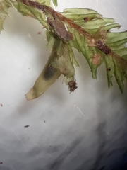 Plagiochila trispicata