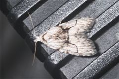 Nola delograpta