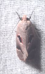Acanthodela erythrosema