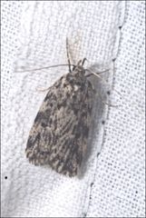 Barea codrella
