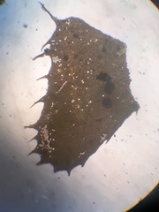 Plagiochila trispicata