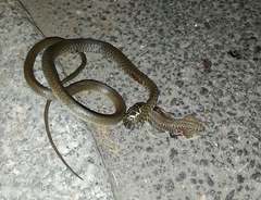 Hierophis viridiflavus