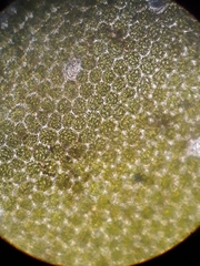 Plagiochila trispicata