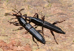 Brentinae