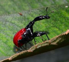Trachelophorus giraffa