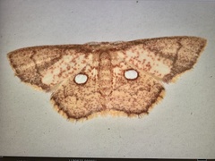 Chrysocraspeda argentimacula