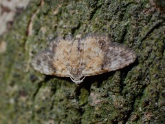 Araeopteron rufescens