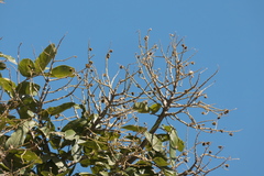 Sapindus trifoliatus