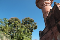 Sapindus trifoliatus