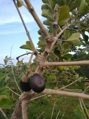 Vitex doniana