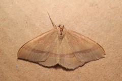 Rhodostrophia calabra