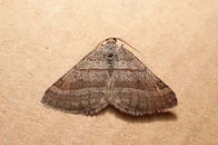 Scotopteryx coarctaria