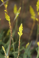 Synaphea gracillima
