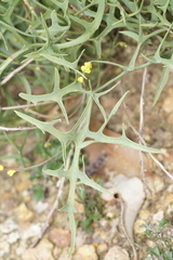 Synaphea gracillima