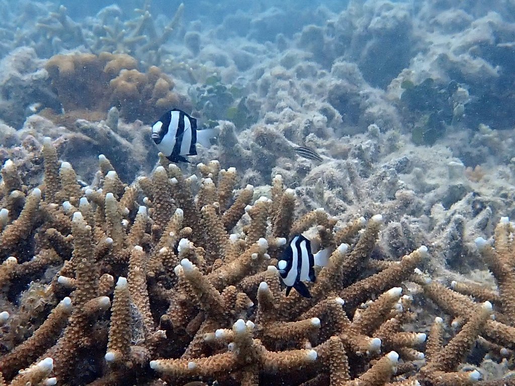 Banded dascyllus