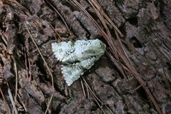 Acronicta psorallina