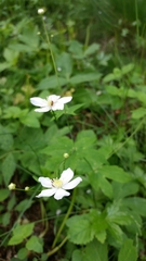 Ranunculus aconitifolius