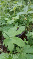 Ranunculus aconitifolius