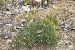 Synaphea gracillima