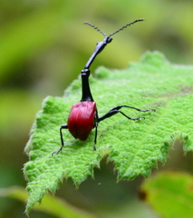 Trachelophorus giraffa