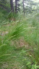 Festuca flavescens