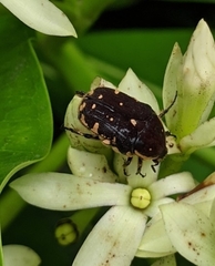 Protaetia orientalis