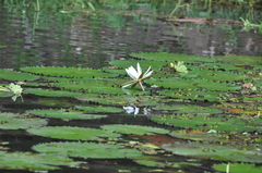 Image of Nymphaea ampla