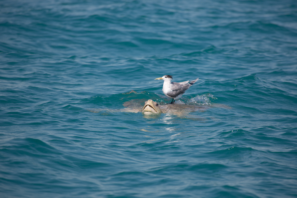 Photo of Flatback turtle (Natator depressus)