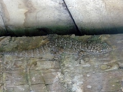 Phyllodactylus tuberculosus