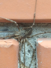 Opilio parietinus