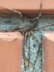 Opilio parietinus