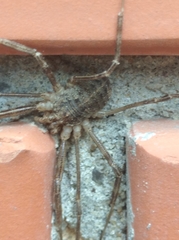 Opilio parietinus