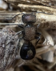 Sigilla dorsata