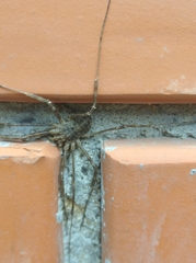 Opilio parietinus