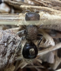 Sigilla dorsata