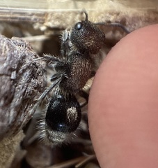 Sigilla dorsata