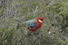 Platycercus icterotis icterotis