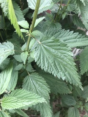 Urtica dioica