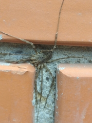 Opilio parietinus