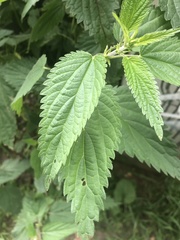 Urtica dioica
