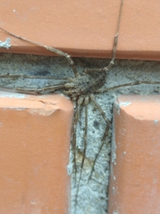 Opilio parietinus