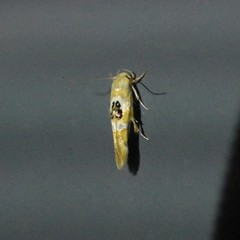 Hieromantis ephodophora