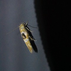 Hieromantis ephodophora