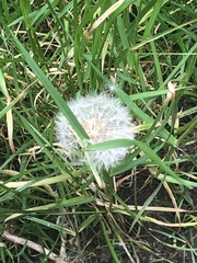Taraxacum