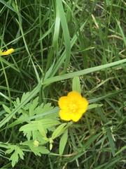 Ranunculus