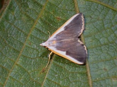 Pylartes subcostalis