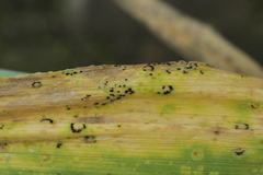 Puccinia hordei